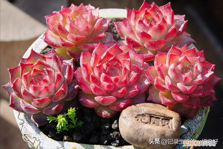 多肉植物的种植和养护要注意哪些方面，养好多肉植物的几个基础知识点，新手花友来看看吧