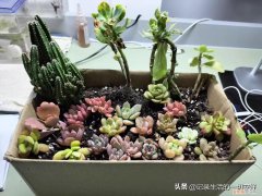 多肉植物的种植和养护要注意哪些方面，养好多肉植物的几个基础知识点，新手花友来看看吧