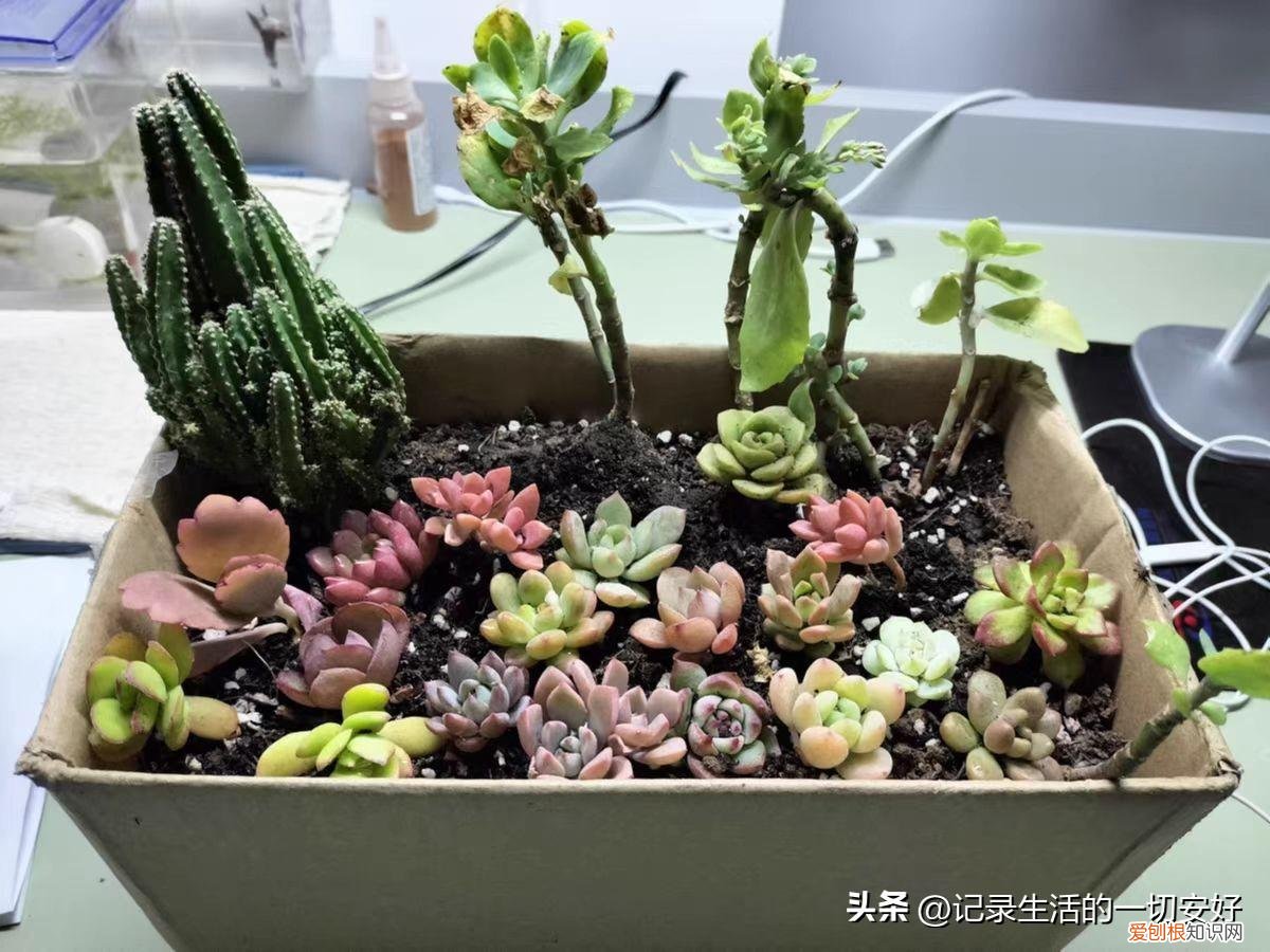 多肉植物的种植和养护要注意哪些方面，养好多肉植物的几个基础知识点，新手花友来看看吧