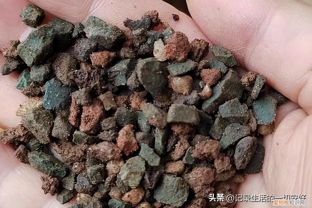多肉植物的种植和养护要注意哪些方面，养好多肉植物的几个基础知识点，新手花友来看看吧