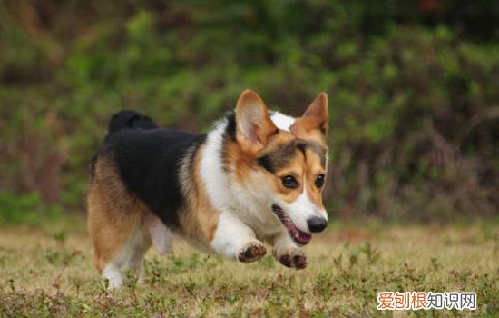 柯基犬打它能听话吗，有效果但要掌握方法，柯基幼犬不听话可以打吗