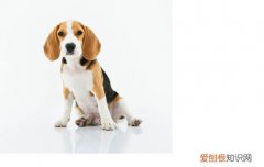 狗一激动就尿怎么办，狗狗一激动就漏尿是怎么回事，狗狗激动漏尿什么原因