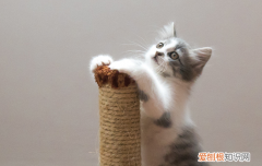 猫尿道堵塞怎么引起的，猫猫尿道堵塞怎么办
