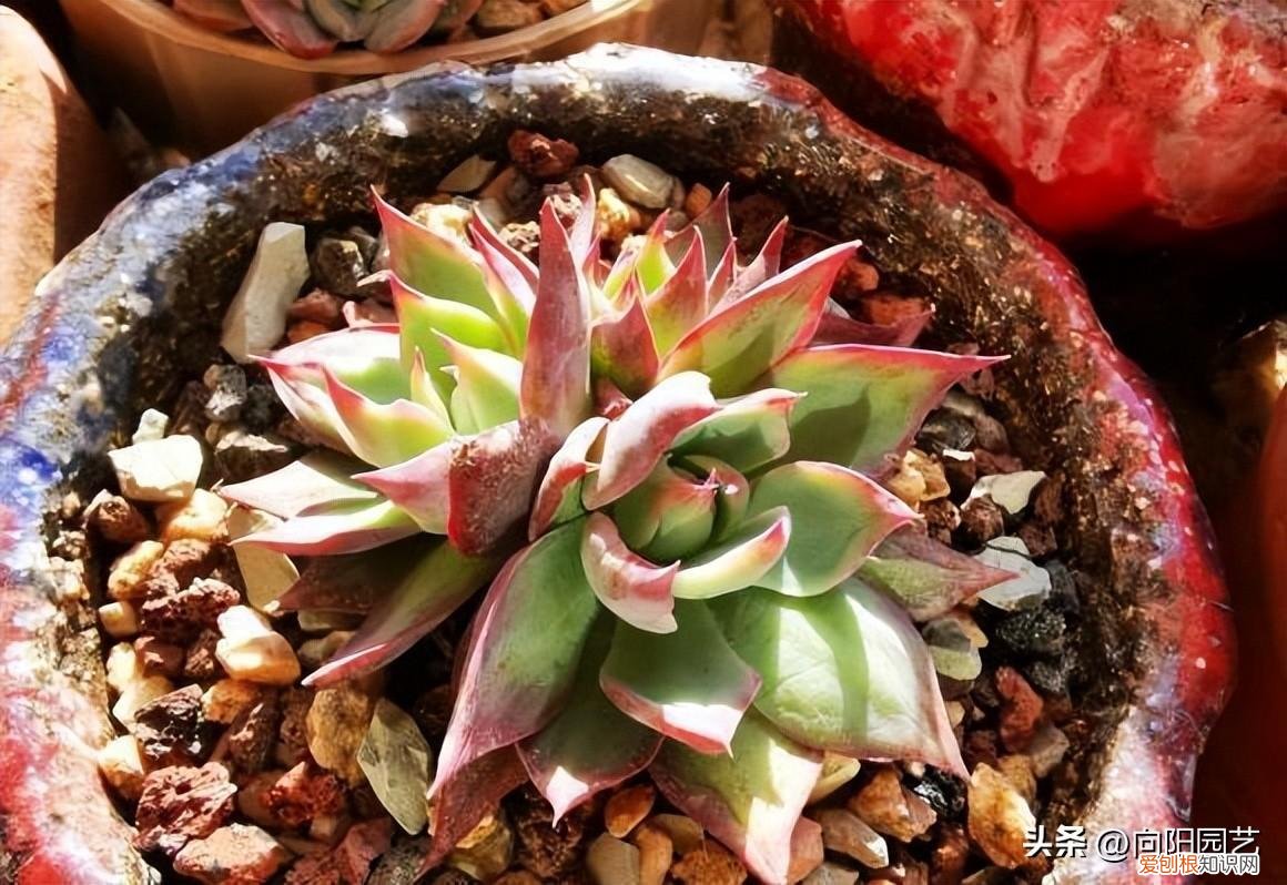 花卉营养土可以种多肉吗，养多肉关键在环境，花土，经验都是次要，能露养才是王道