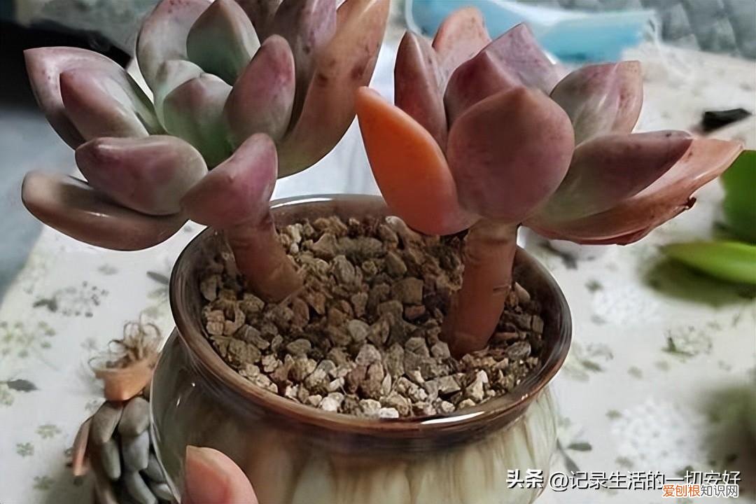 给多肉施肥什么肥好，想要多肉养的“肥美”，这几个功课做好，每一盆都能“貌美如花”