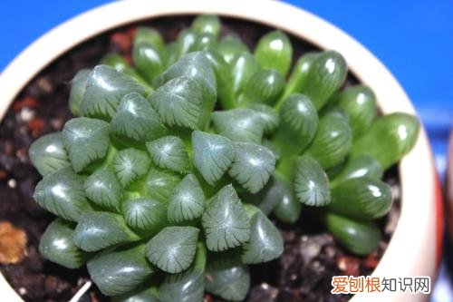 养多肉的知识，这些才是养多肉的正确思路，你可能没见过，看完了你的肉肉尽在掌握