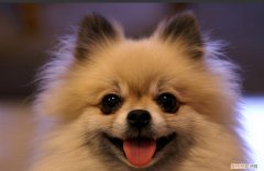 博美犬晚上叫怎么处理，博美犬晚上叫的解决办法，博美犬晚上总是叫怎么办