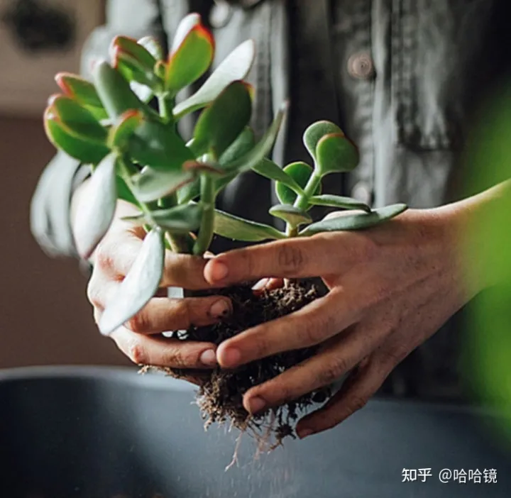 新手养哪种多肉，从零开始学养多肉，让你养活，养好看，养出色植物指南