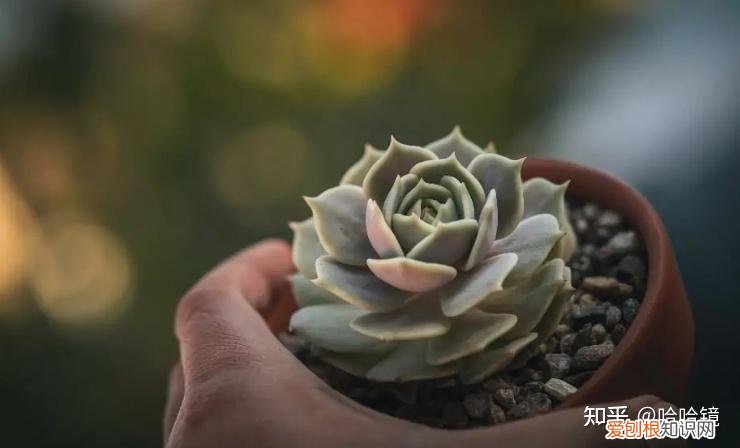 新手养哪种多肉，从零开始学养多肉，让你养活，养好看，养出色植物指南