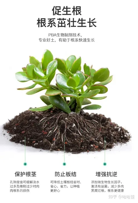 新手养哪种多肉，从零开始学养多肉，让你养活，养好看，养出色植物指南