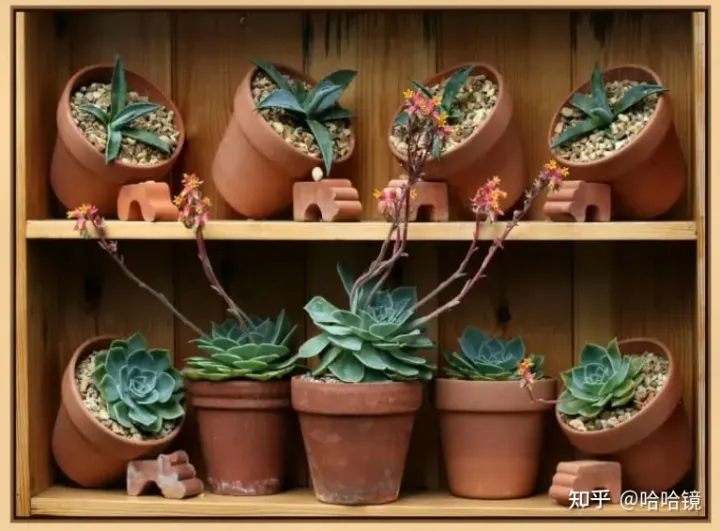 新手养哪种多肉，从零开始学养多肉，让你养活，养好看，养出色植物指南