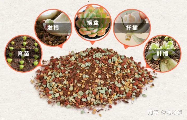 新手养哪种多肉，从零开始学养多肉，让你养活，养好看，养出色植物指南