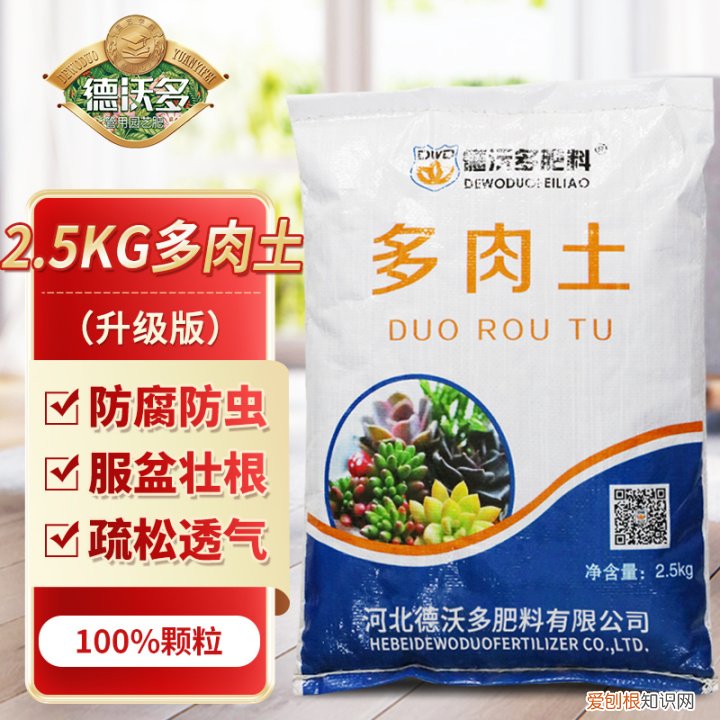 新手养哪种多肉，从零开始学养多肉，让你养活，养好看，养出色植物指南