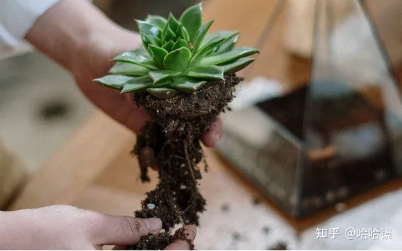 新手养哪种多肉，从零开始学养多肉，让你养活，养好看，养出色植物指南