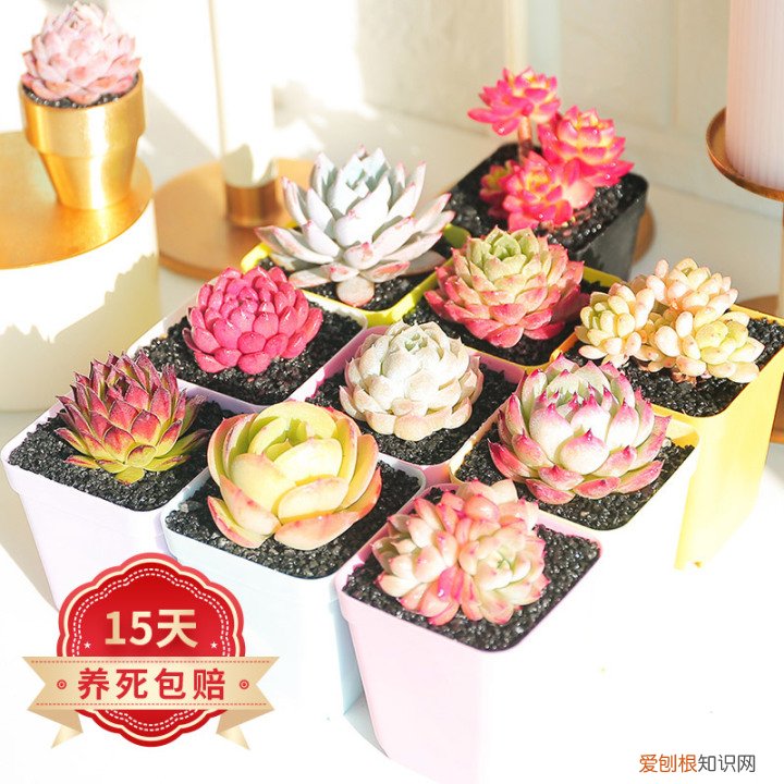 新手养哪种多肉，从零开始学养多肉，让你养活，养好看，养出色植物指南