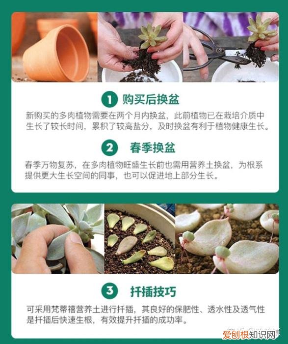 新手养哪种多肉，从零开始学养多肉，让你养活，养好看，养出色植物指南