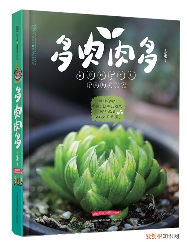 新手养哪种多肉，从零开始学养多肉，让你养活，养好看，养出色植物指南