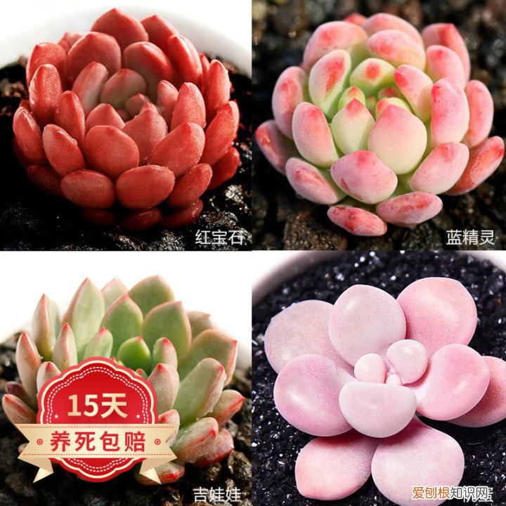 新手养哪种多肉，从零开始学养多肉，让你养活，养好看，养出色植物指南