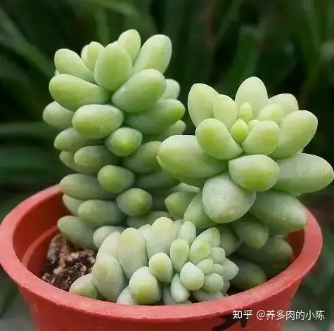 如何养好一盆多肉花，买了一盆多肉，怎么养？