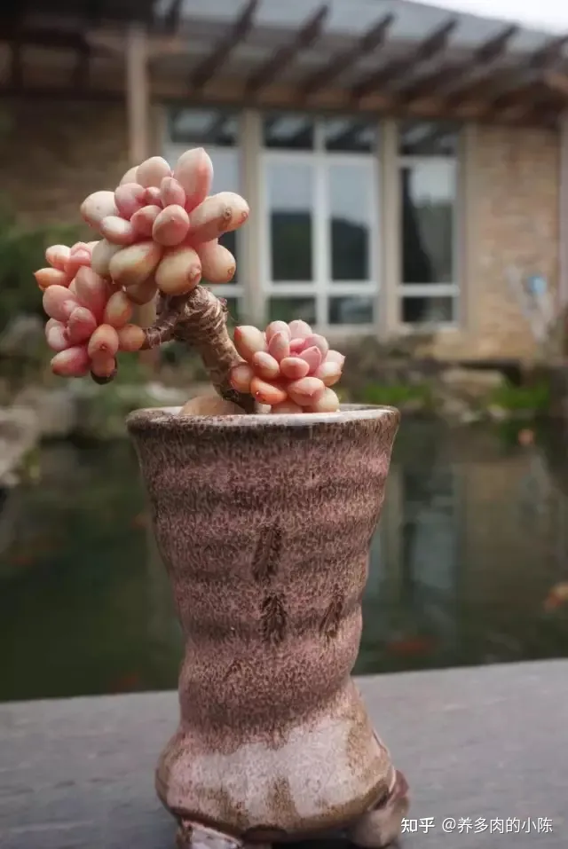 如何养好一盆多肉花，买了一盆多肉，怎么养？