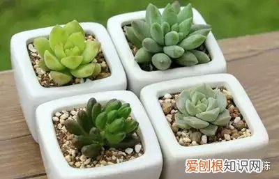 如何养好一盆多肉花，买了一盆多肉，怎么养？
