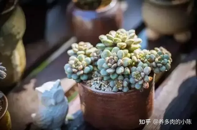 如何养好一盆多肉花，买了一盆多肉，怎么养？
