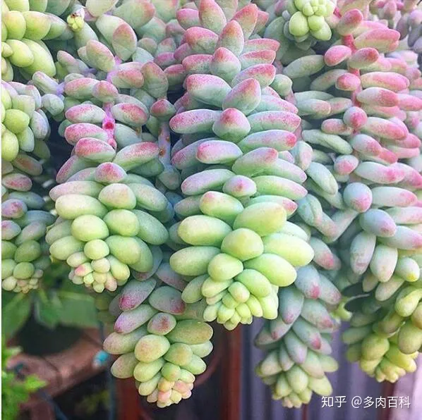 多肉植物怎么能养好，这几个步骤都做好，养好多肉植物不发愁！