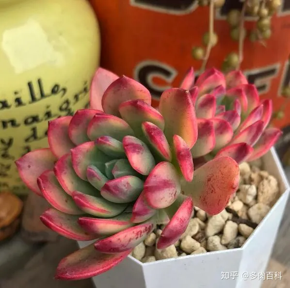 多肉植物怎么能养好，这几个步骤都做好，养好多肉植物不发愁！