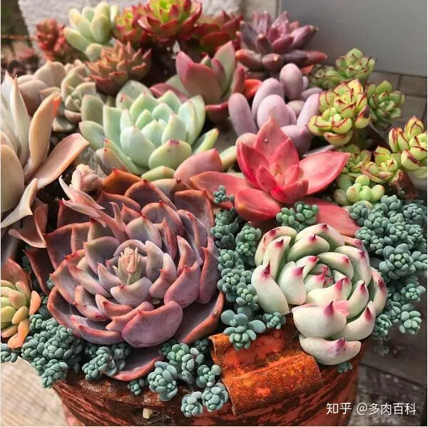 多肉植物怎么能养好，这几个步骤都做好，养好多肉植物不发愁！