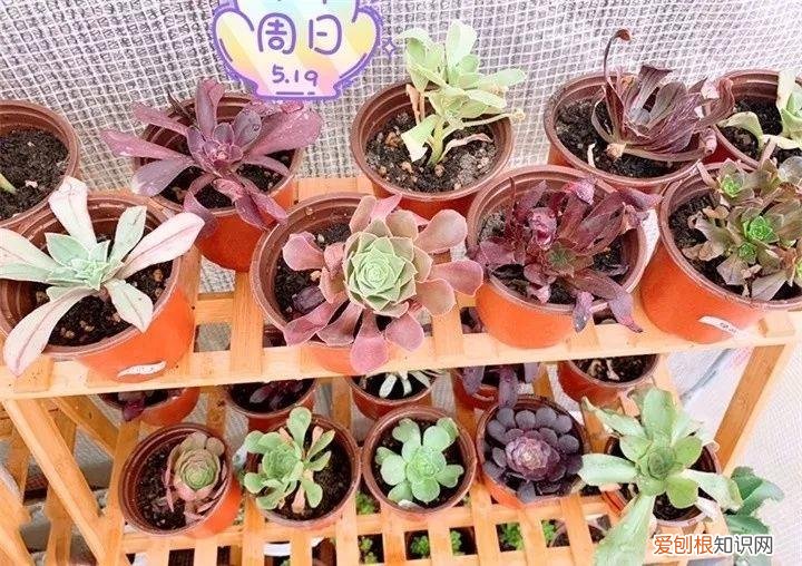 养多肉注意什么，多肉养护大总结，这7点学会了，啥肉都能养得活