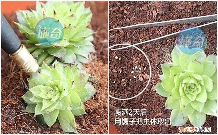 养多肉注意什么，多肉养护大总结，这7点学会了，啥肉都能养得活