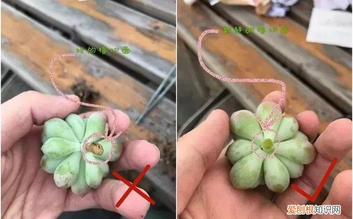 养多肉注意什么，多肉养护大总结，这7点学会了，啥肉都能养得活