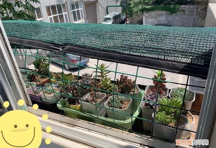 养多肉注意什么，多肉养护大总结，这7点学会了，啥肉都能养得活