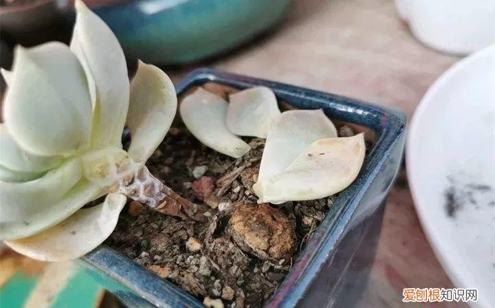 养多肉注意什么，多肉养护大总结，这7点学会了，啥肉都能养得活