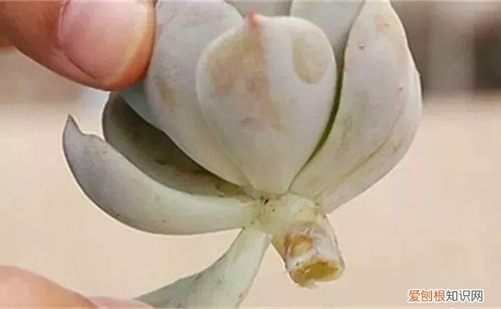 养多肉注意什么，多肉养护大总结，这7点学会了，啥肉都能养得活