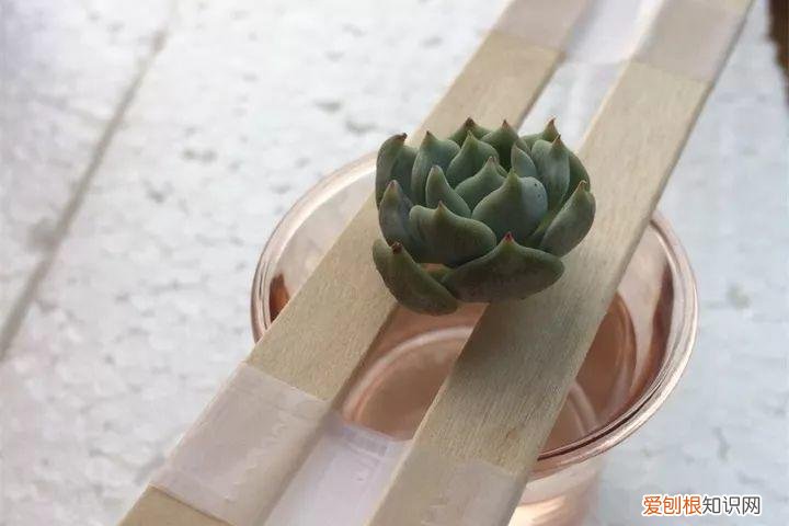 养多肉注意什么，多肉养护大总结，这7点学会了，啥肉都能养得活