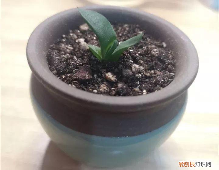 养多肉注意什么，多肉养护大总结，这7点学会了，啥肉都能养得活