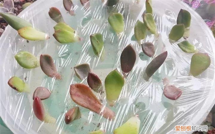养多肉注意什么，多肉养护大总结，这7点学会了，啥肉都能养得活