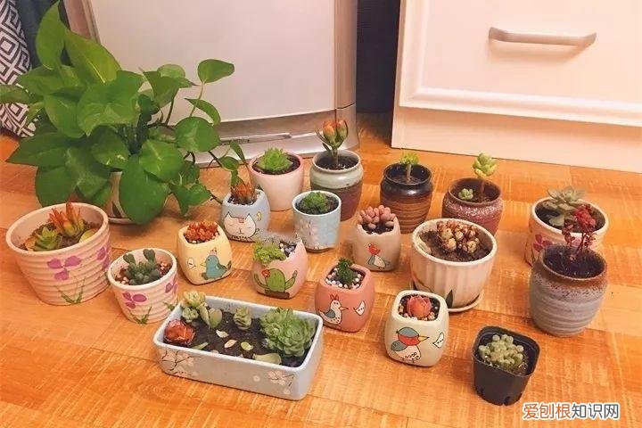养多肉注意什么，多肉养护大总结，这7点学会了，啥肉都能养得活