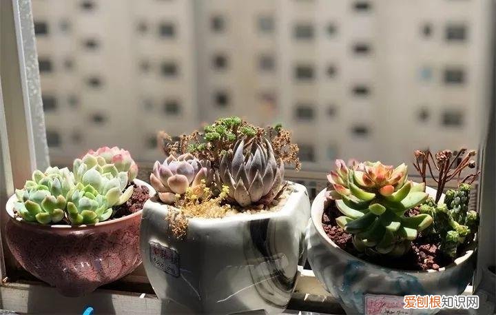 养多肉注意什么，多肉养护大总结，这7点学会了，啥肉都能养得活