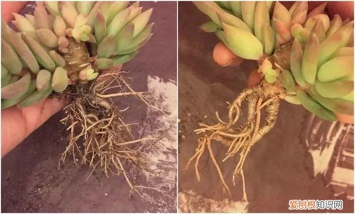 养多肉注意什么，多肉养护大总结，这7点学会了，啥肉都能养得活