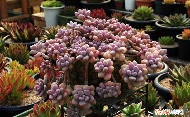 养多肉注意什么，多肉养护大总结，这7点学会了，啥肉都能养得活