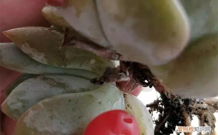 养多肉注意什么，多肉养护大总结，这7点学会了，啥肉都能养得活