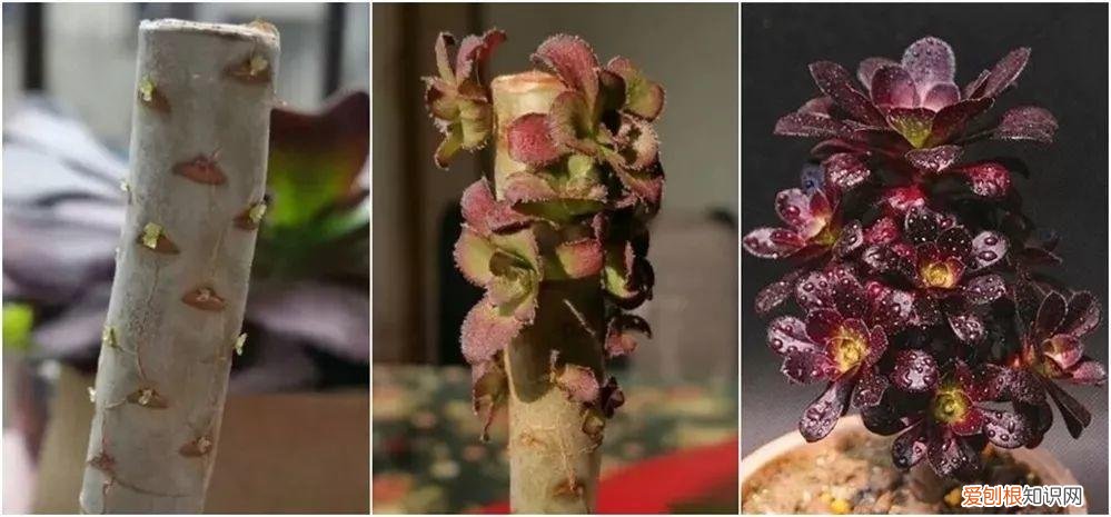 养多肉注意什么，多肉养护大总结，这7点学会了，啥肉都能养得活