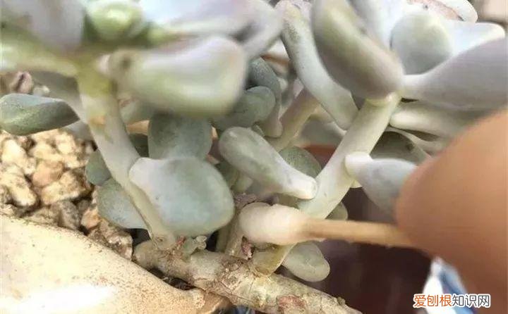 养多肉注意什么，多肉养护大总结，这7点学会了，啥肉都能养得活