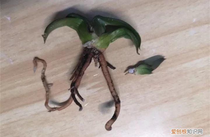 养多肉注意什么，多肉养护大总结，这7点学会了，啥肉都能养得活