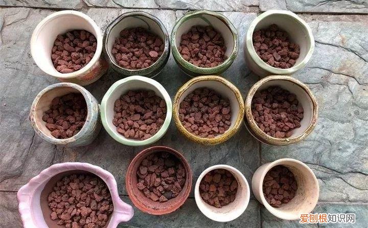 养多肉注意什么，多肉养护大总结，这7点学会了，啥肉都能养得活