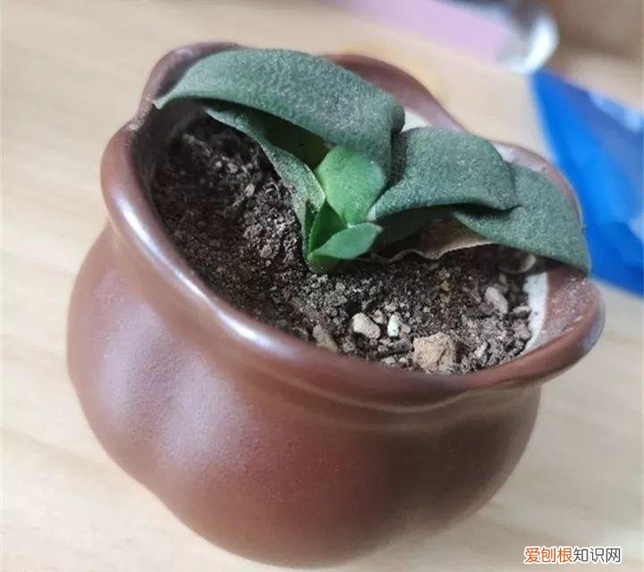 养多肉注意什么，多肉养护大总结，这7点学会了，啥肉都能养得活