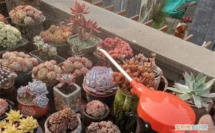 养多肉注意什么，多肉养护大总结，这7点学会了，啥肉都能养得活