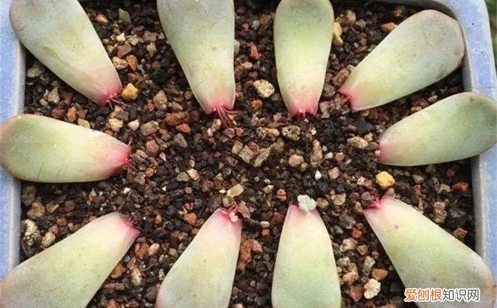 养多肉注意什么，多肉养护大总结，这7点学会了，啥肉都能养得活